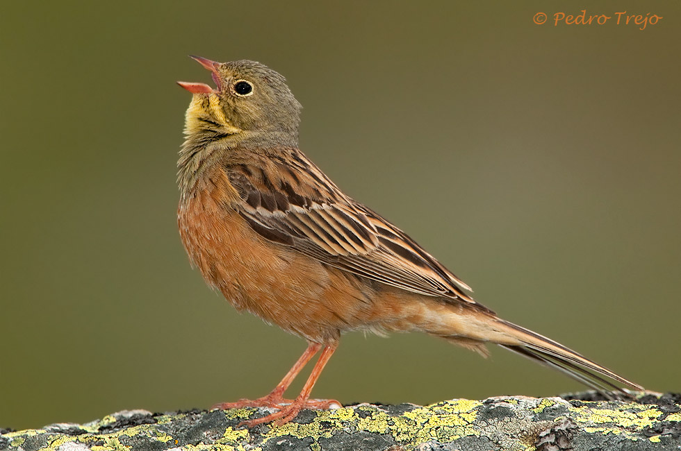 Escribano hortelano (Emberiza hortulana)